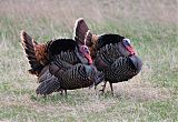 Wild Turkey